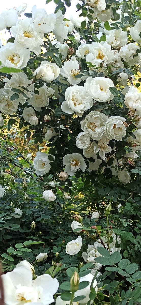 Личное фото. 