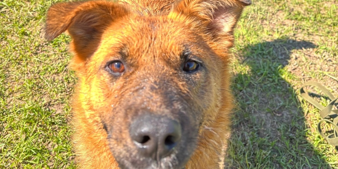 Красотка Лэсси- мамочка семерых щенков рождённых под гаражом