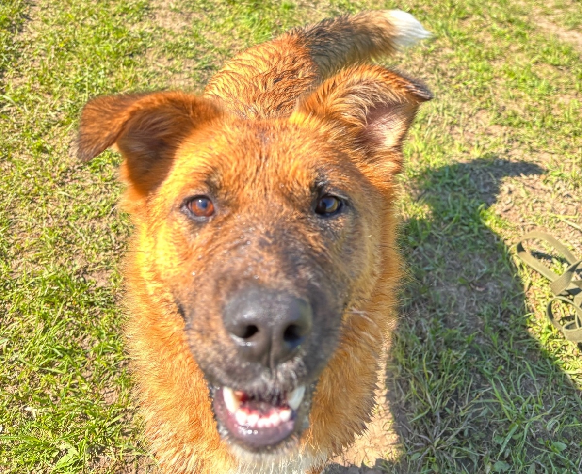 Вкусняшку дашь? 