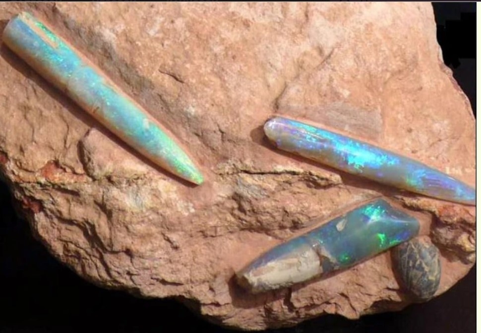 Опализированные белемниты из Австралии, то есть белемниты, природный материал которых был замещён SiO2 в форме опала