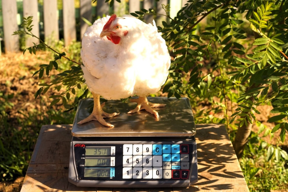 Один из наших подросших бройлеров на весах: 3,51 кг в месяц — отличный результат!
