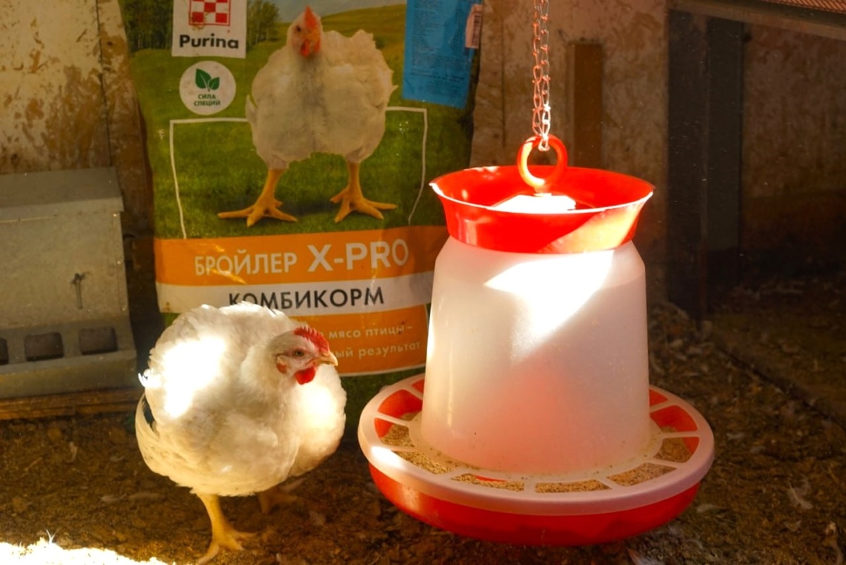 Завтрак по расписанию — у кормушки с комбикормом Purina
