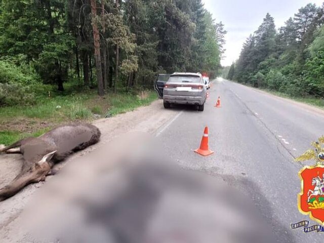    Фото: телеграм-канал "Подмосковная полиция"
