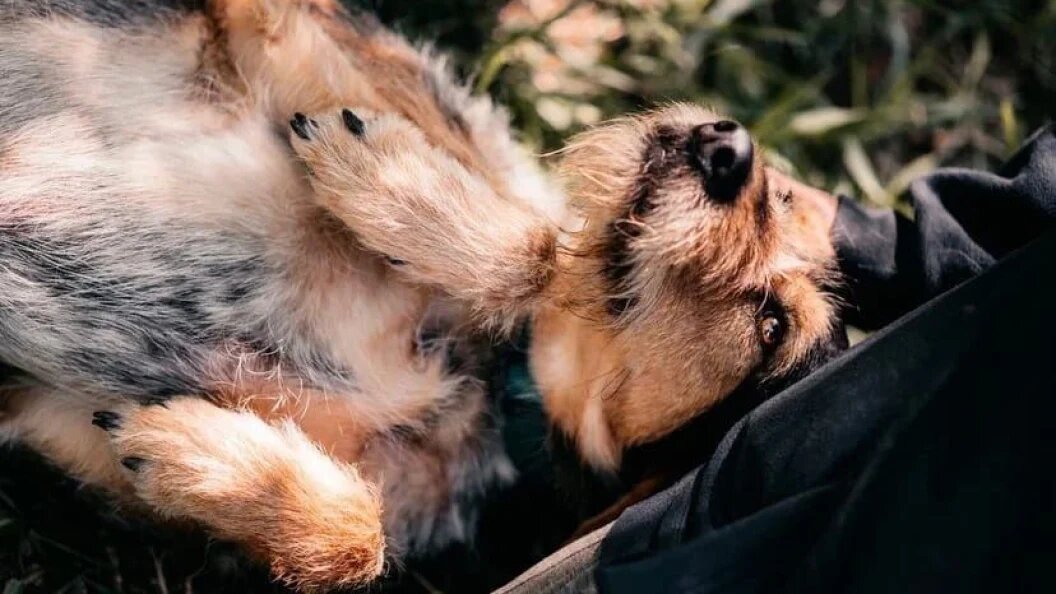    Фото предоставлено организаторами выставки.