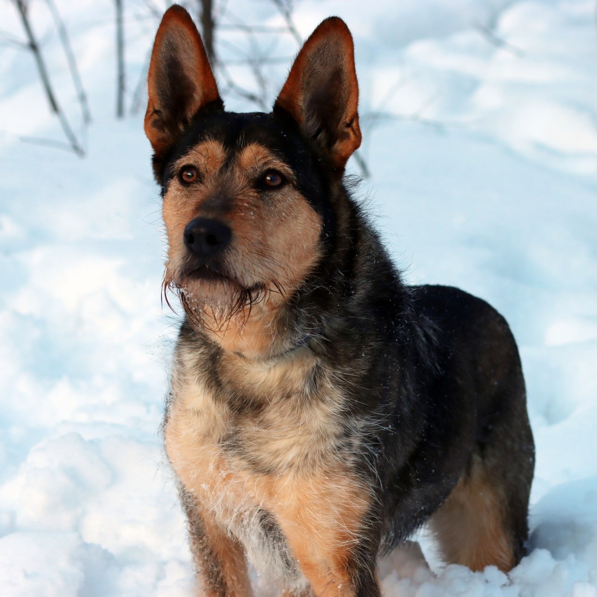    Фото предоставлено организаторами выставки.