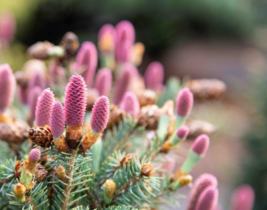 Самая дорогая елка в мире – мифы и реальность 