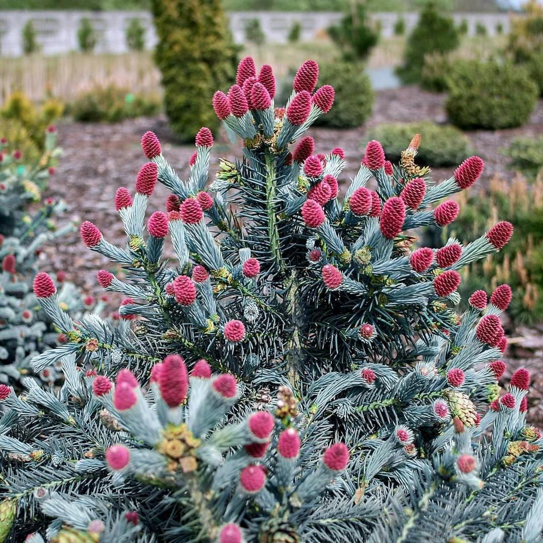 Самая дорогая елка в мире – мифы и реальность 