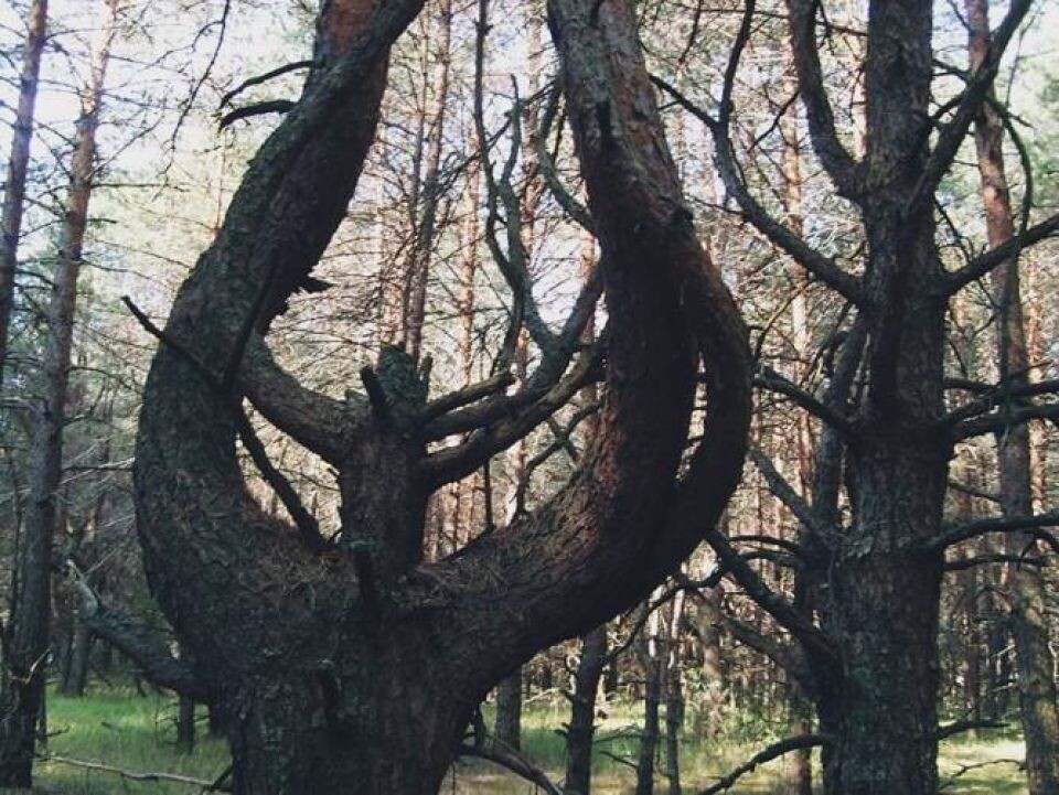 Ведьмин лес