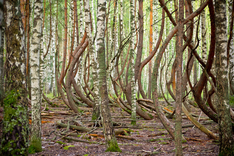 Пьяные деревья леса