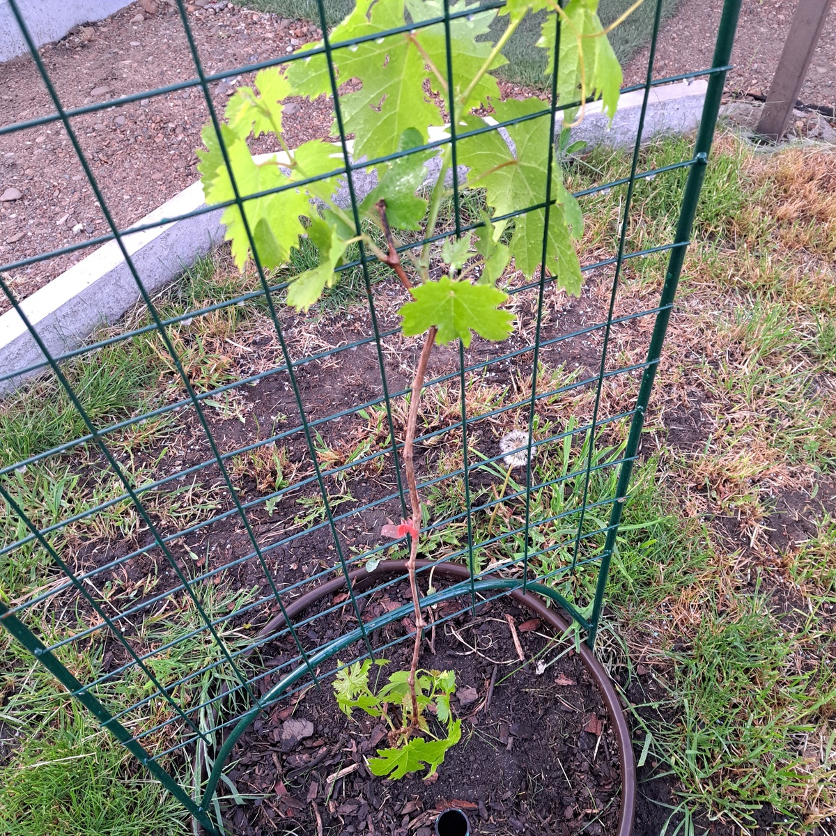 Фото подписчицы 