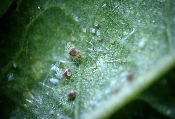 Мал клещ, да опасен! / фото Яндекс