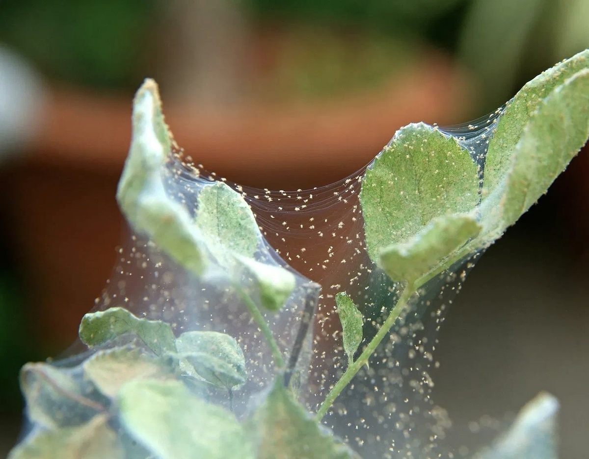 Характерная паутина на растении/ фото kasheloff.ru