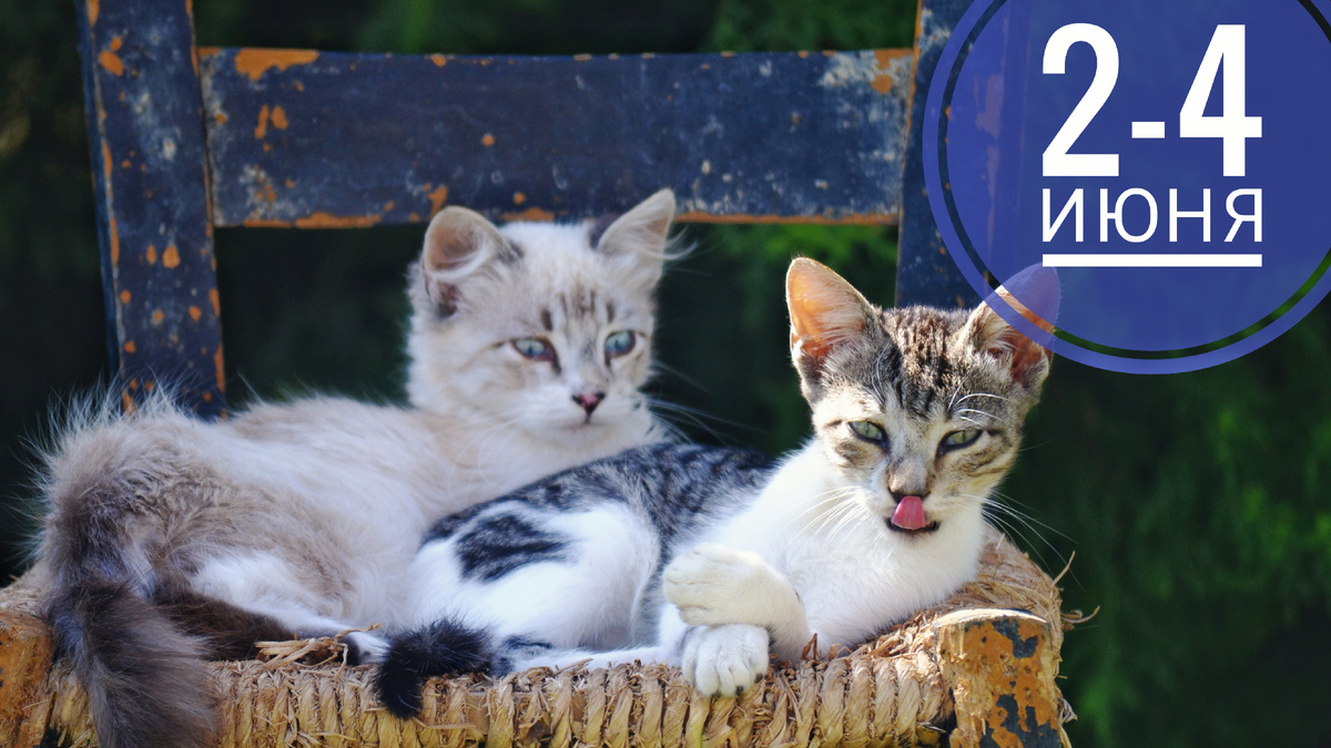 Нумерологический прогноз: все любят котиков