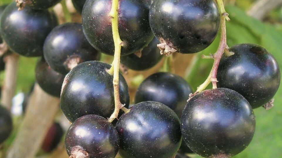 Обработка смородины и крыжовника от мучнистой росы и вредителей: полный календарь