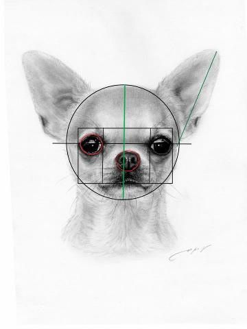 ИДЕАЛЬНАЯ ГОЛОВА СОБАКИ ПОРОДЫ ЧИХУАХУА