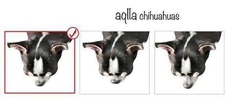 СЛЕВА НАПРАВО - ИДЕАЛЬНАЯ ДЛИНА МОРДЫ, КОРОТКАЯ, ДЛИНАЯ.