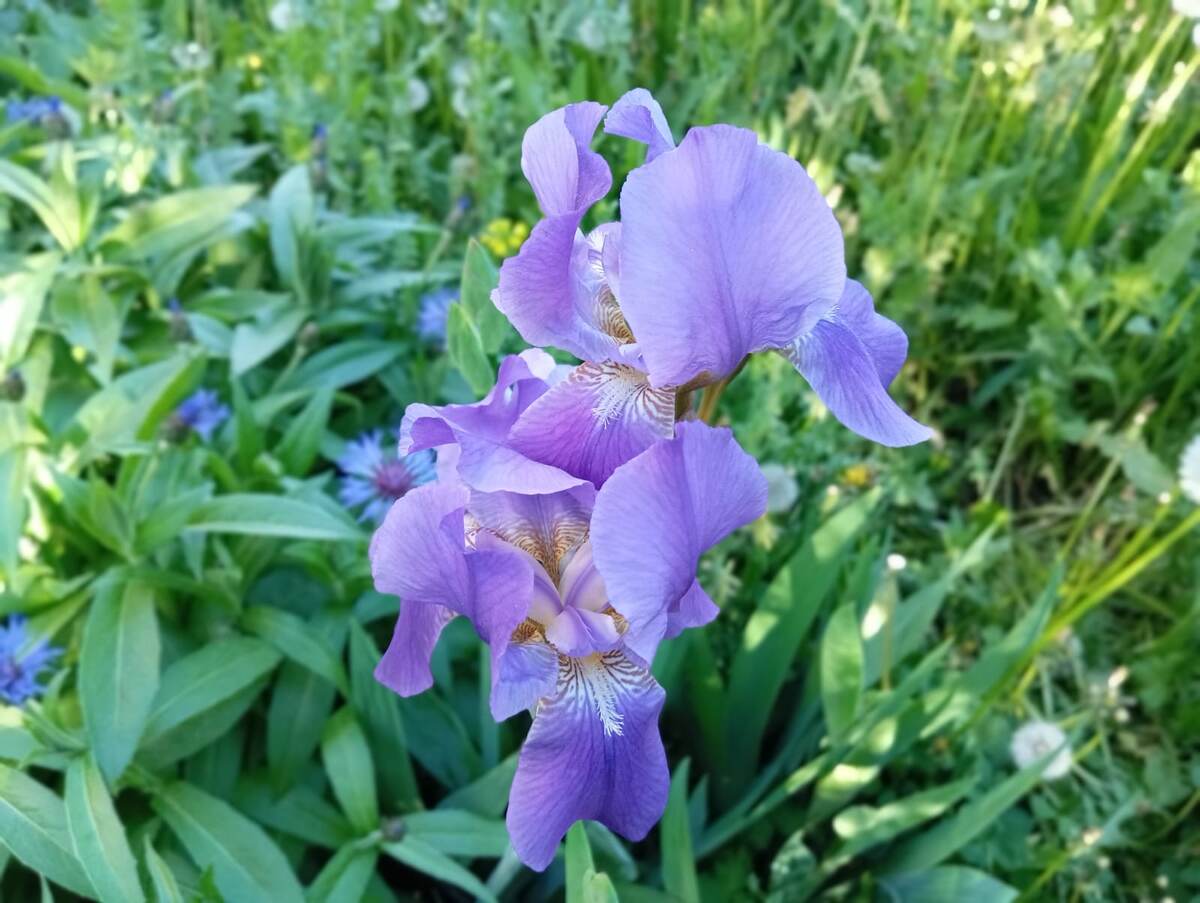  Ирисы цветут