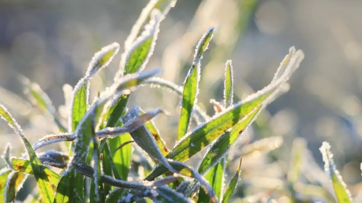 Фото: пресс-служба Донского филиала ФГБУ «ЦОК АПК»
Пять советов донского профессора – как защитить растения от поздних заморозков