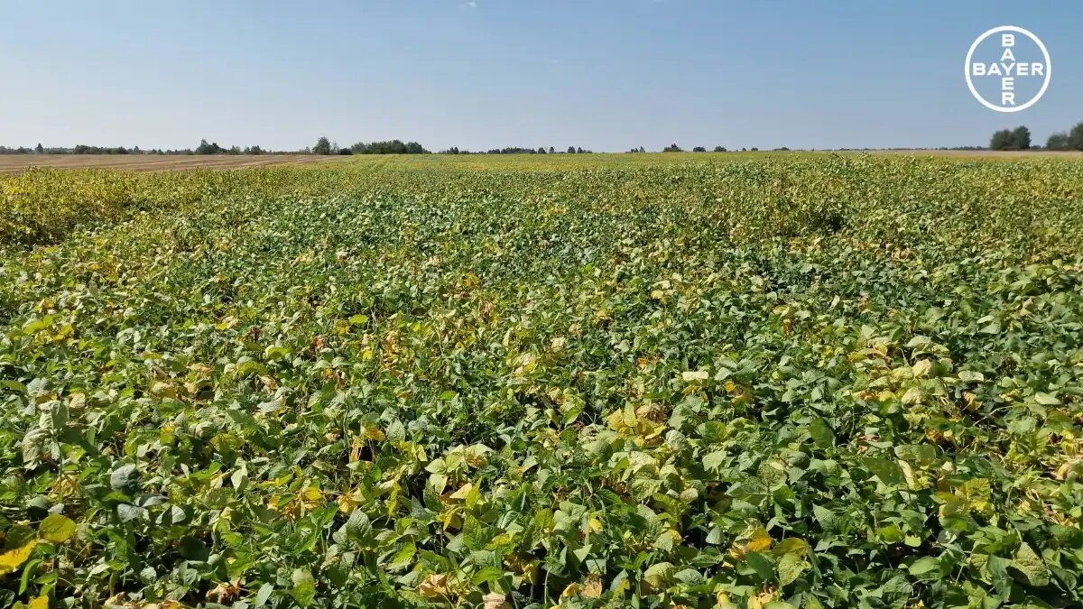 Фото: Bayer
Об эффективной фунгицидной защите сои