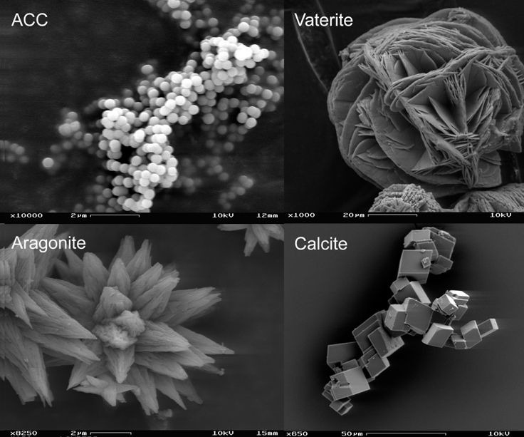 Кристаллические образования под микроскопом.