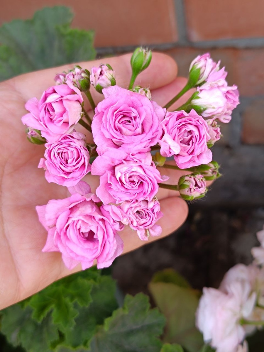 Пеларгония Ю Мерлизон 2