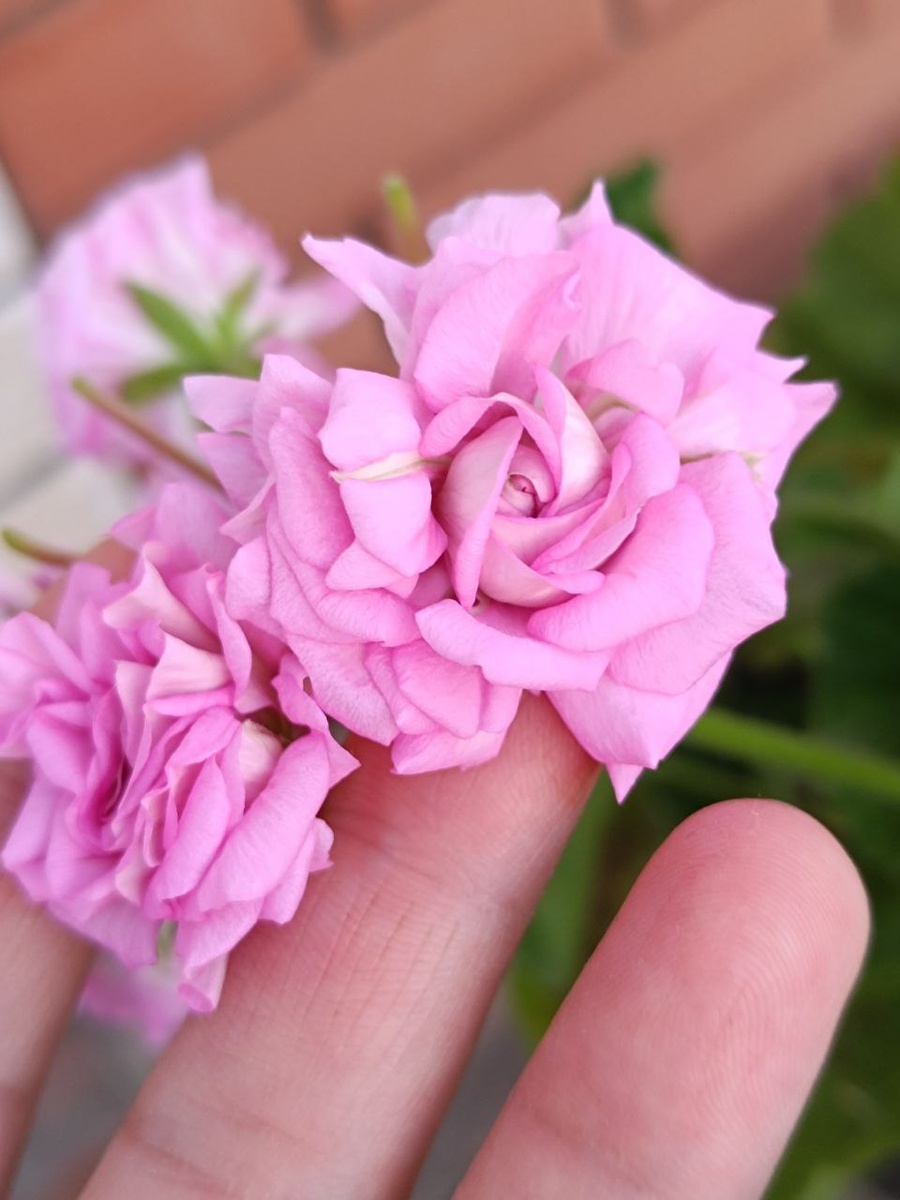 Пеларгония Ю Мерлизон 2