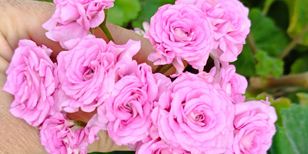 Ю Мерлизон 2