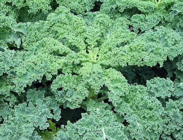 Декоративная капуста Эстафета. Скрин автора с пакета с семенами