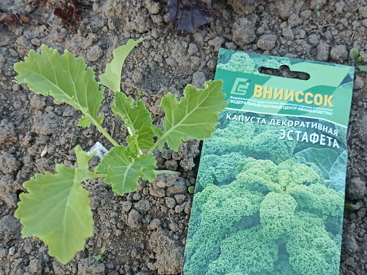 Так выглядит капуста Эстафета 29 мая, высаженная в ОГ 12 мая. Фото автора.