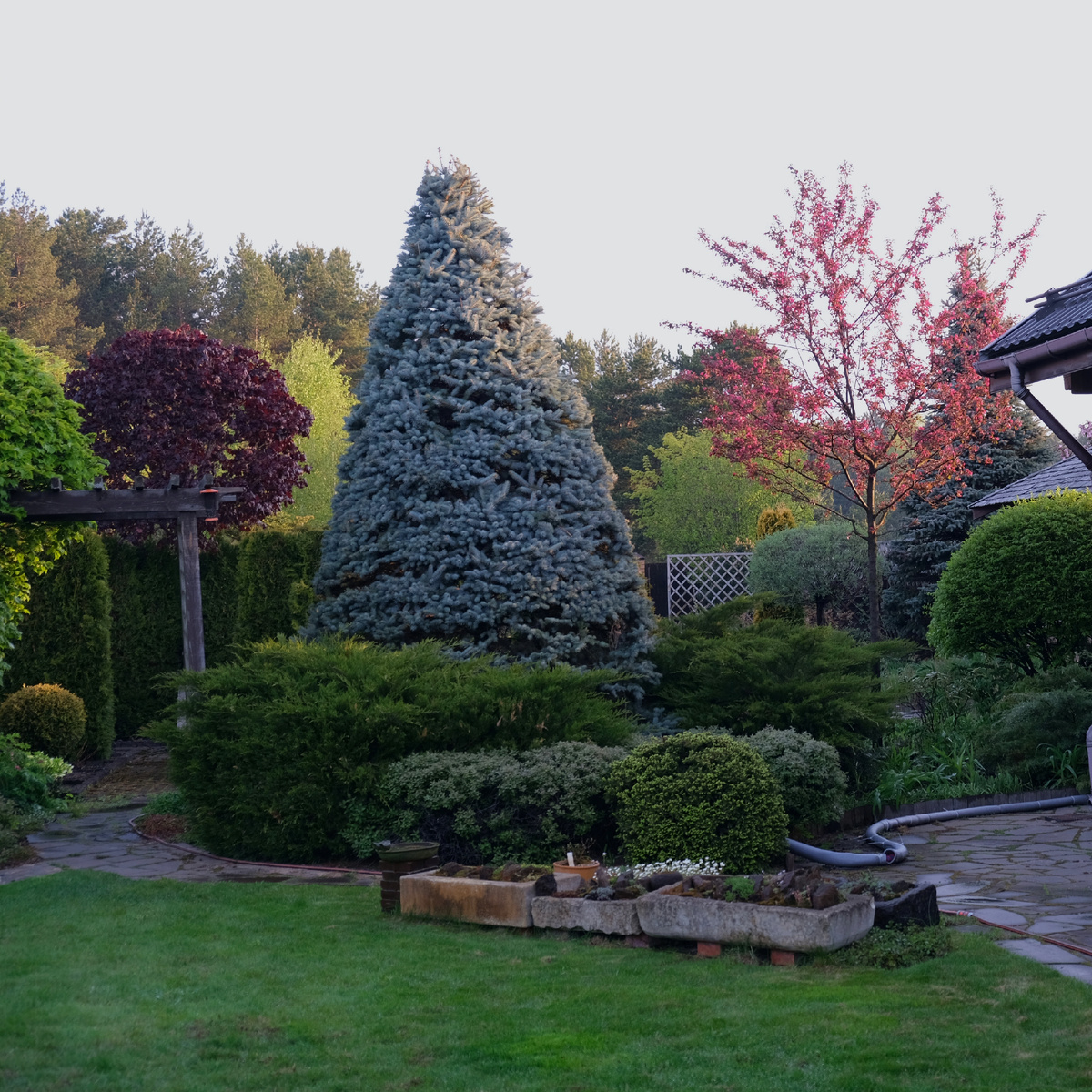 Яблоня светится