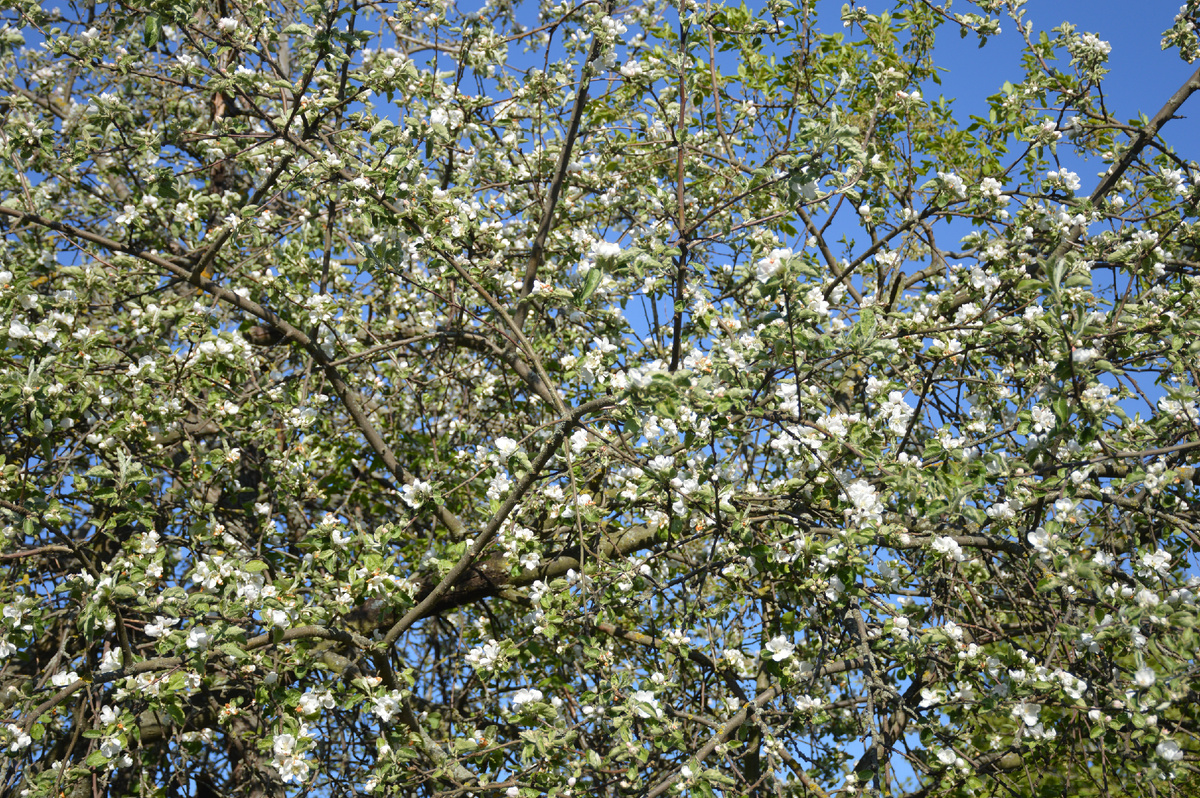 Все фотографии в статье мои. Растения - тоже