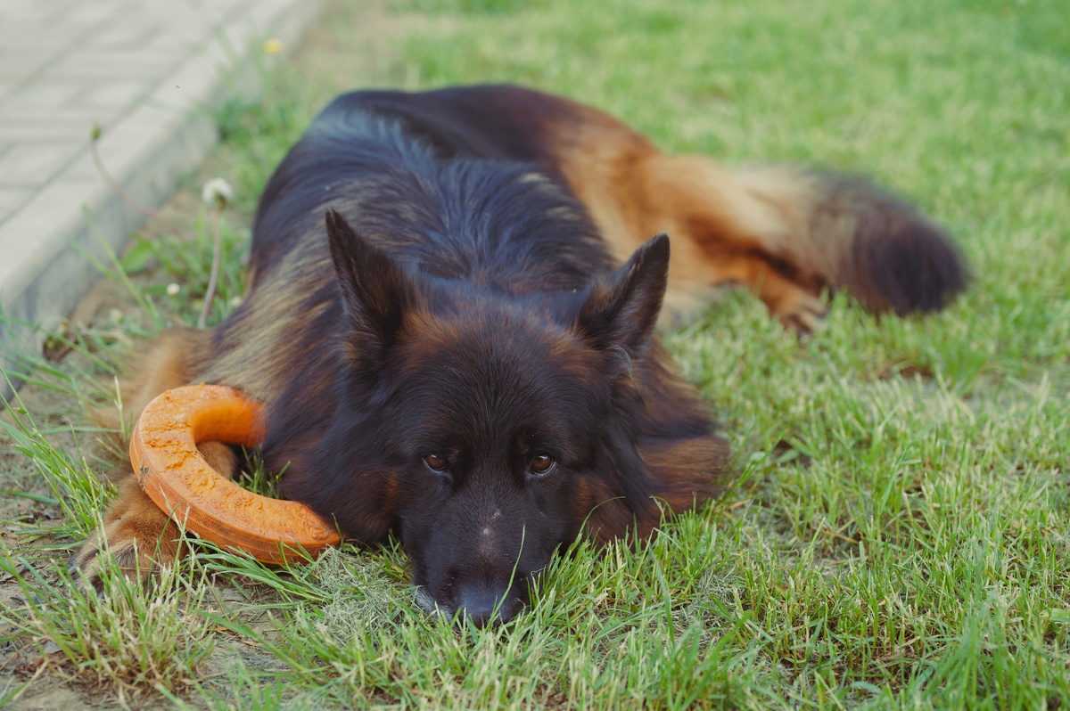 Локи с ободранным носом на даче