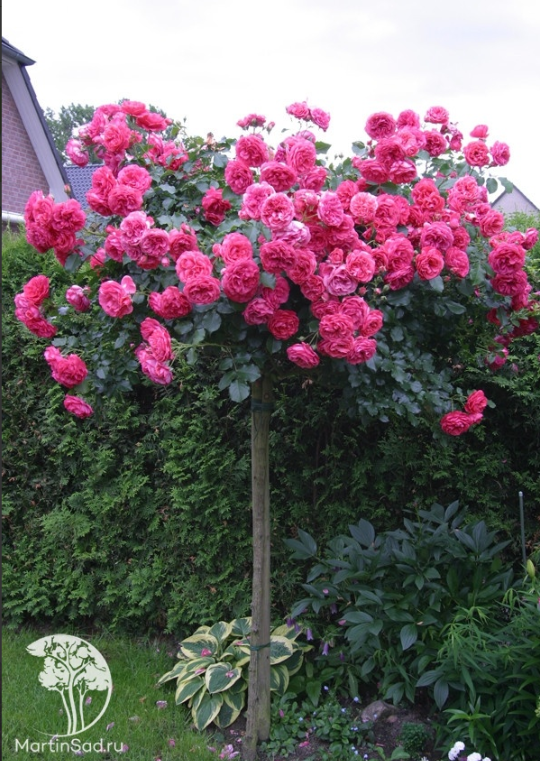 Вот такая Розариум Уеттерсен была у меня на штамбе