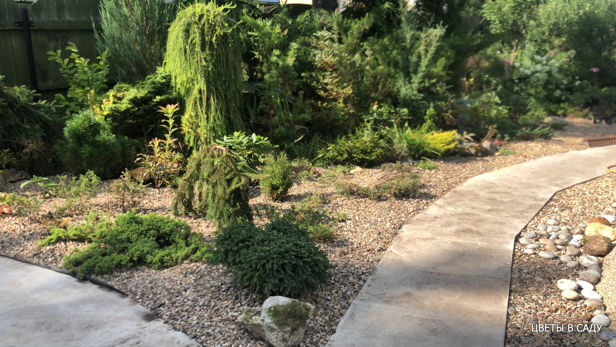 Хвойные на горке в гравийной засыпке смотрятся достаточно аккуратно