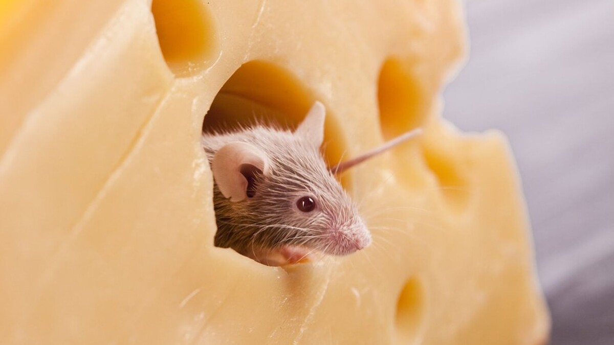 Мышки причастны к появлению дырок в сыре?