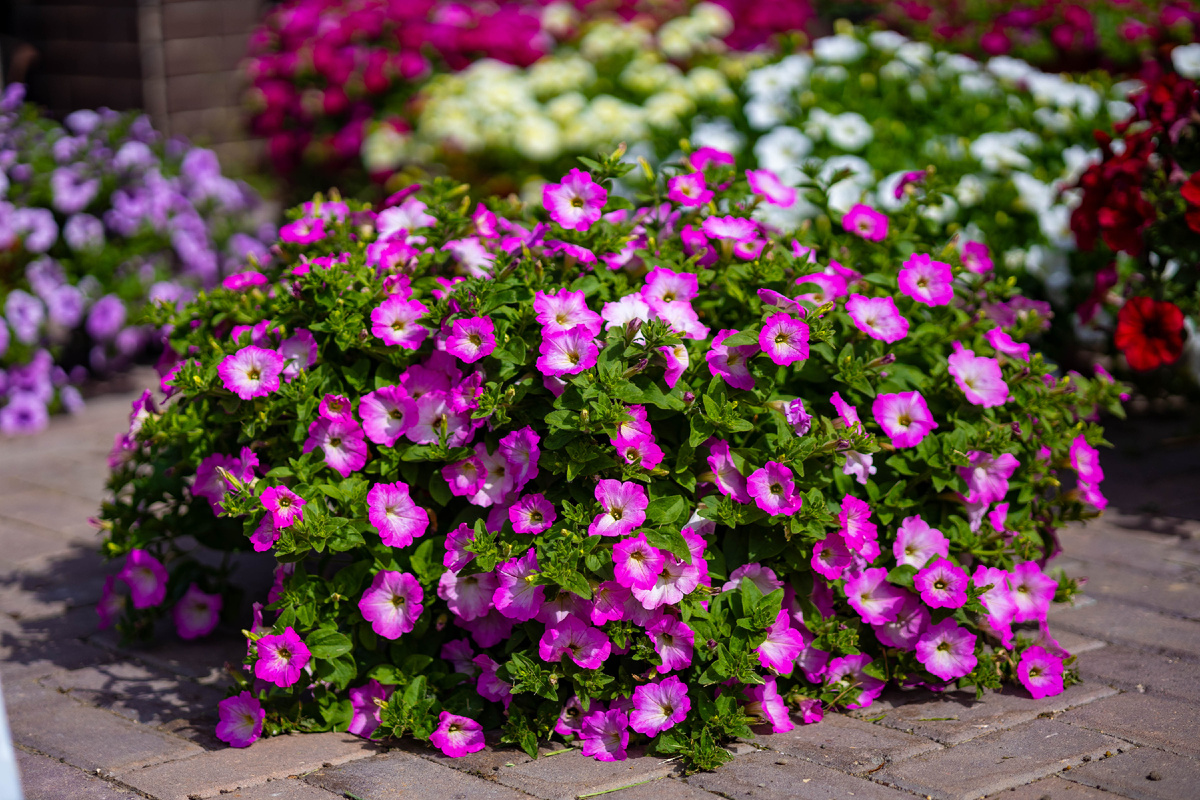 Как всегда фото авторское 29 05 25 Москва, объем кашпо 25 литров