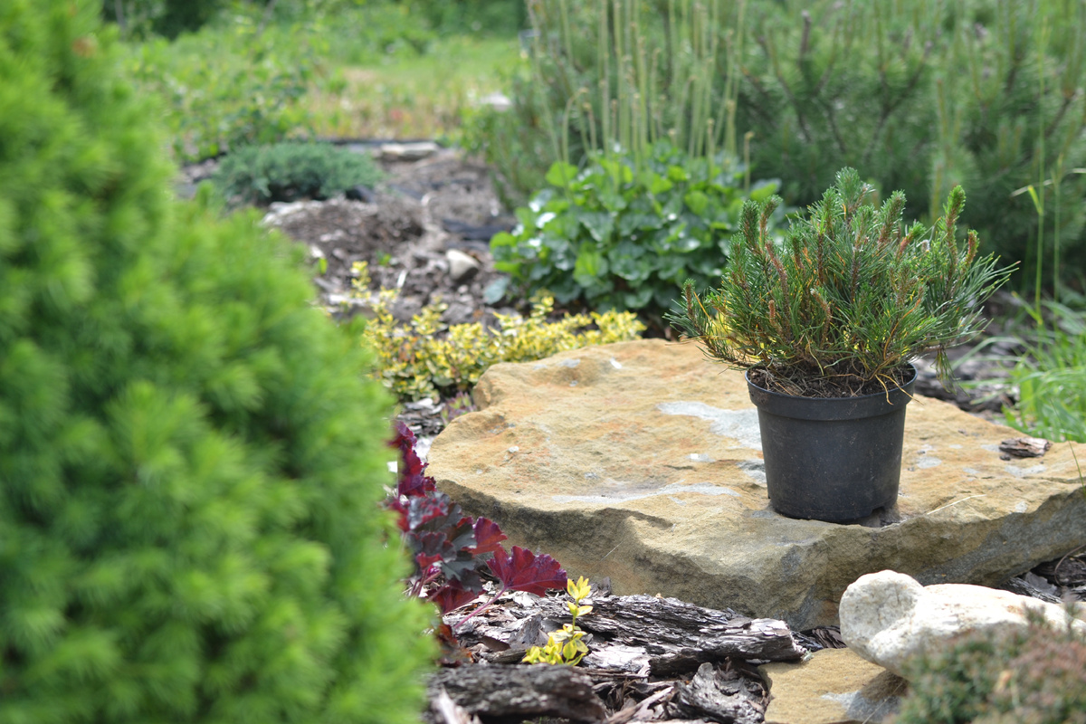 Сосна горная Пумилио 