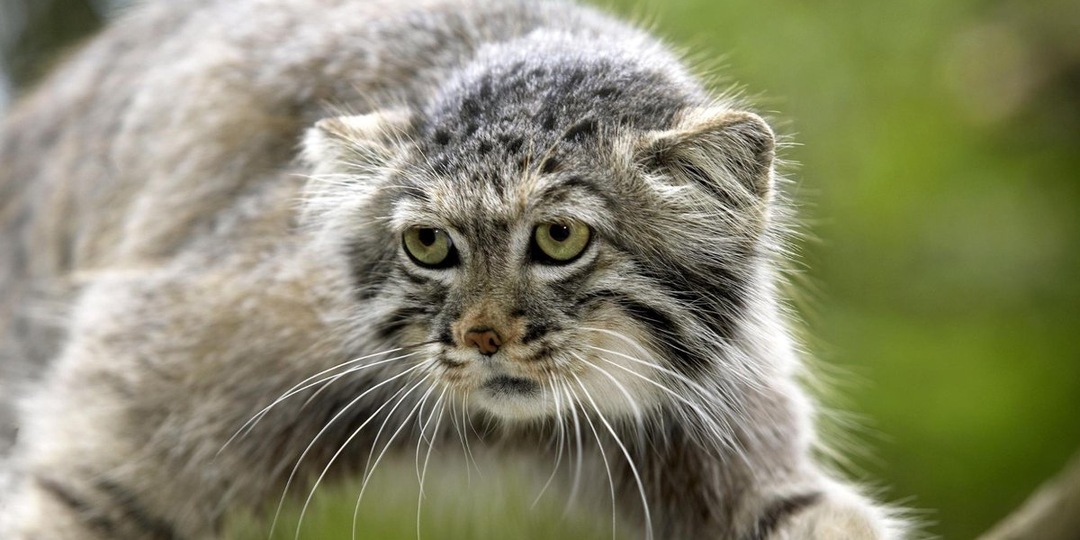 Манул, снежный барс и горный тар: кто живет на Эвересте