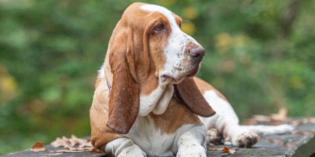 10 пород собак с лучшим нюхом