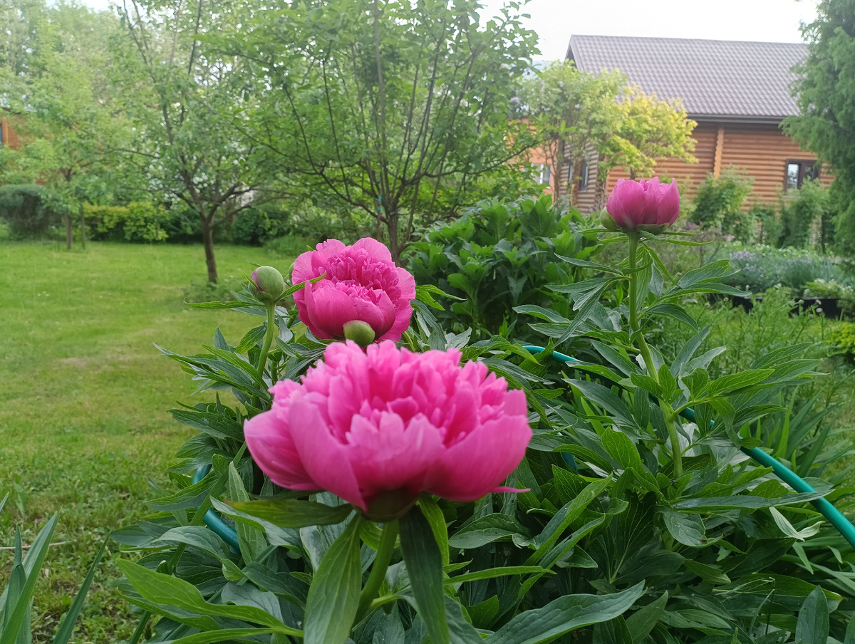 Пион лекарственный Розеа Плена (Paeonia officinalis Rosea Plena)