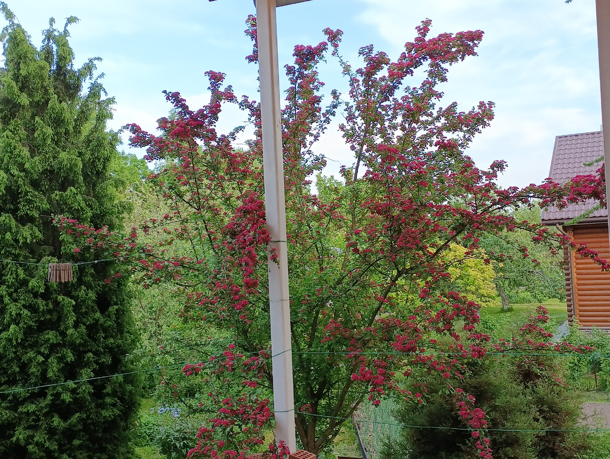 Боярышник средний Пауль Скарлет (Crataegus media Paul's Scarlet)