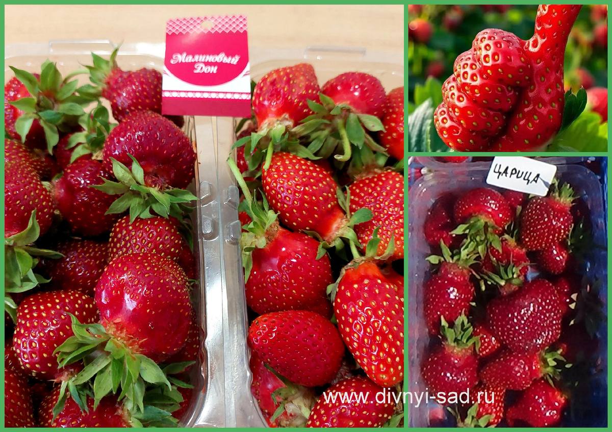 Клубника из Дивного Сада