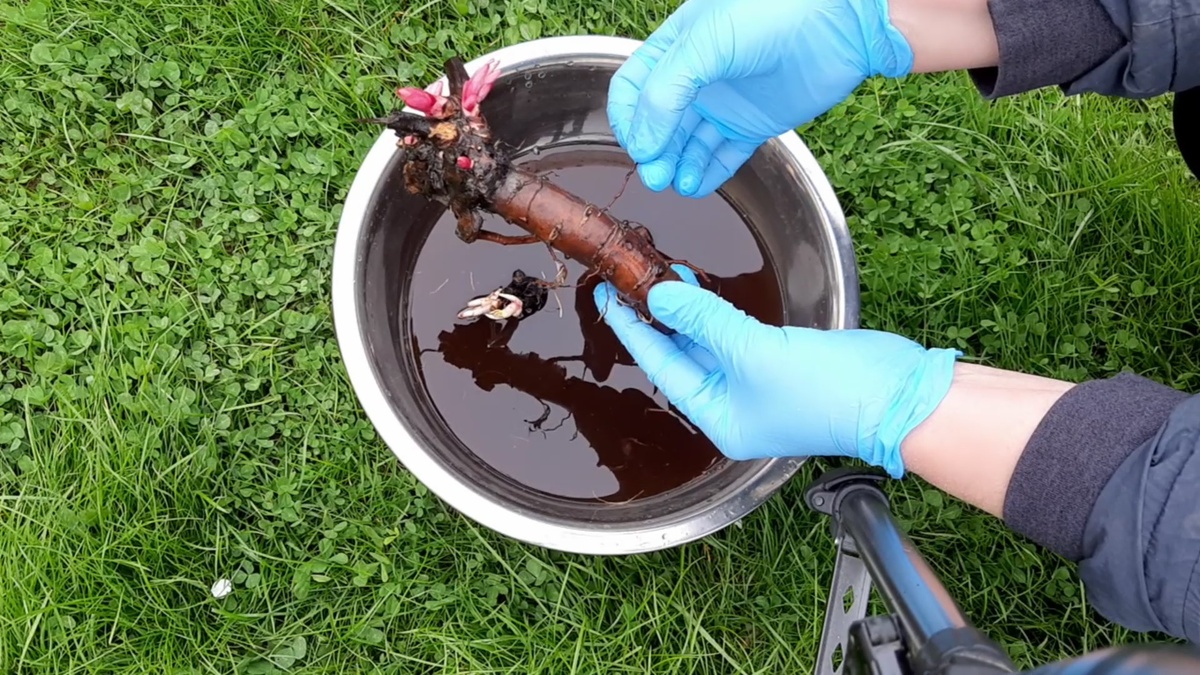 Деленка пиона травянистого Бу Ти.  У нее нет никаких признаков заболеваний. 