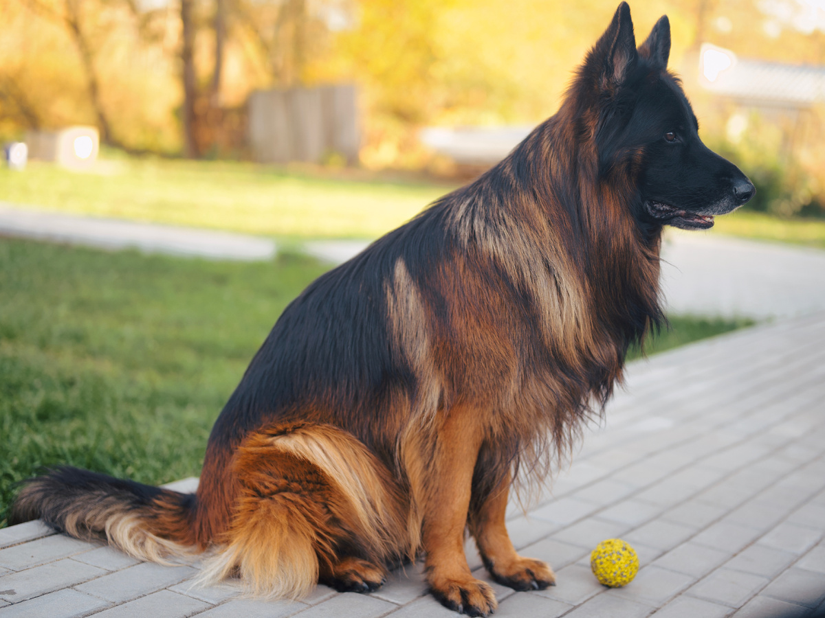 Немецкая овчарка Локи, кобель, четыре с половиной года