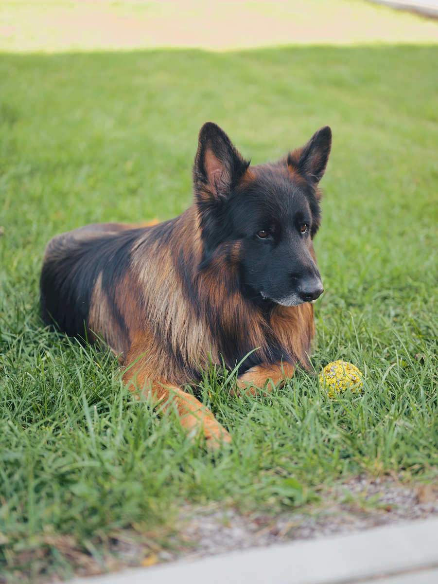 Немецкая овчарка Локи