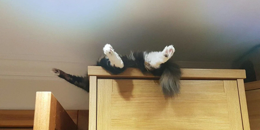 😺Почему кошки любят отдыхать в странных местах: тайны пушистых чудиков