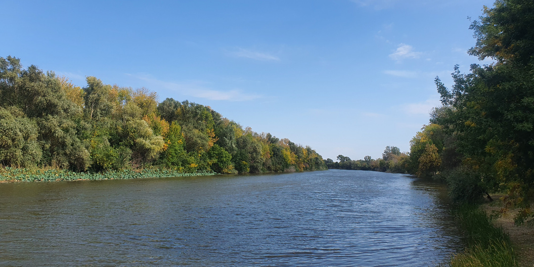 Шакалы во Владимирской области - как теперь жить дальше? А еще забавные истории про шакалов из Астраханского заповедника.