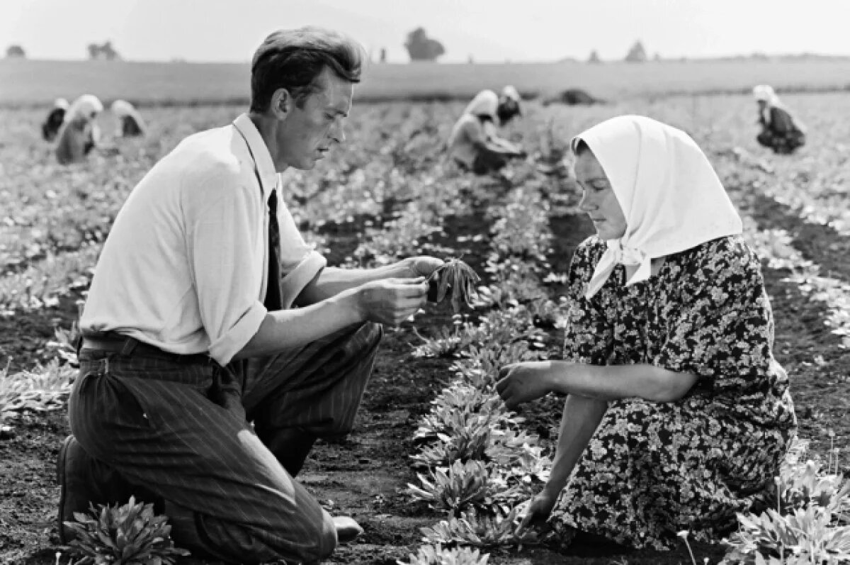    1950-е справедливо считают золотым временем для сельского хозяйства.