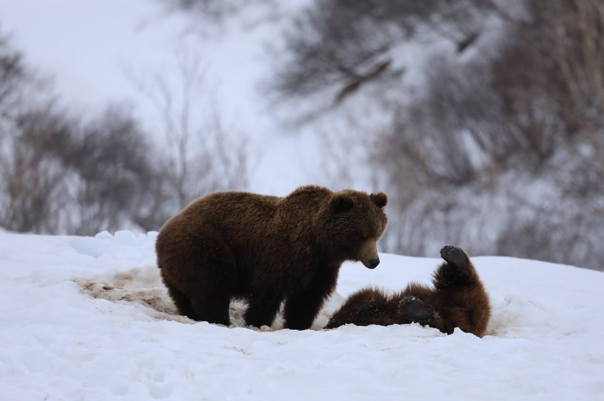 Фото: Медведи в Долине Гейзеров / Владимир Власенко / Кроноцкий заповедник