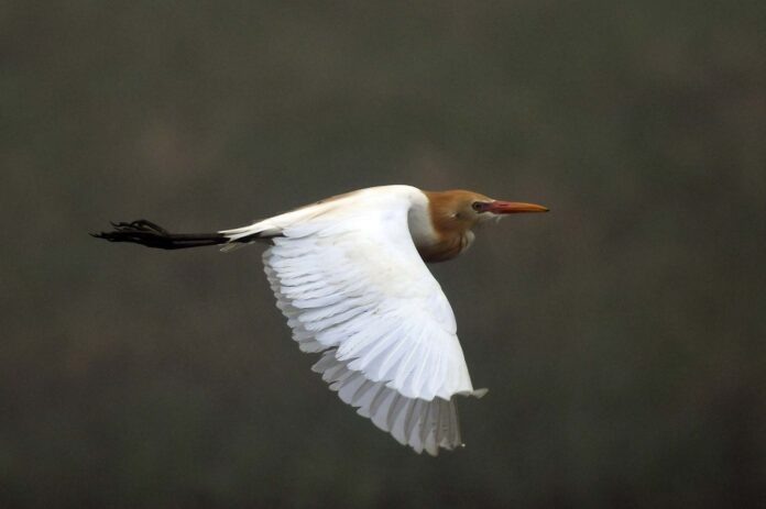 Египетская цапля. Фото Александра Яковлева с сайта заповедника «Курильский».